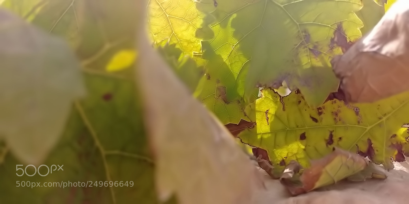 LG G6 sample photo. Mount arbel photography