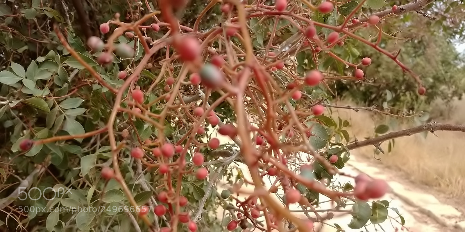 LG G6 sample photo. Mount arbel photography