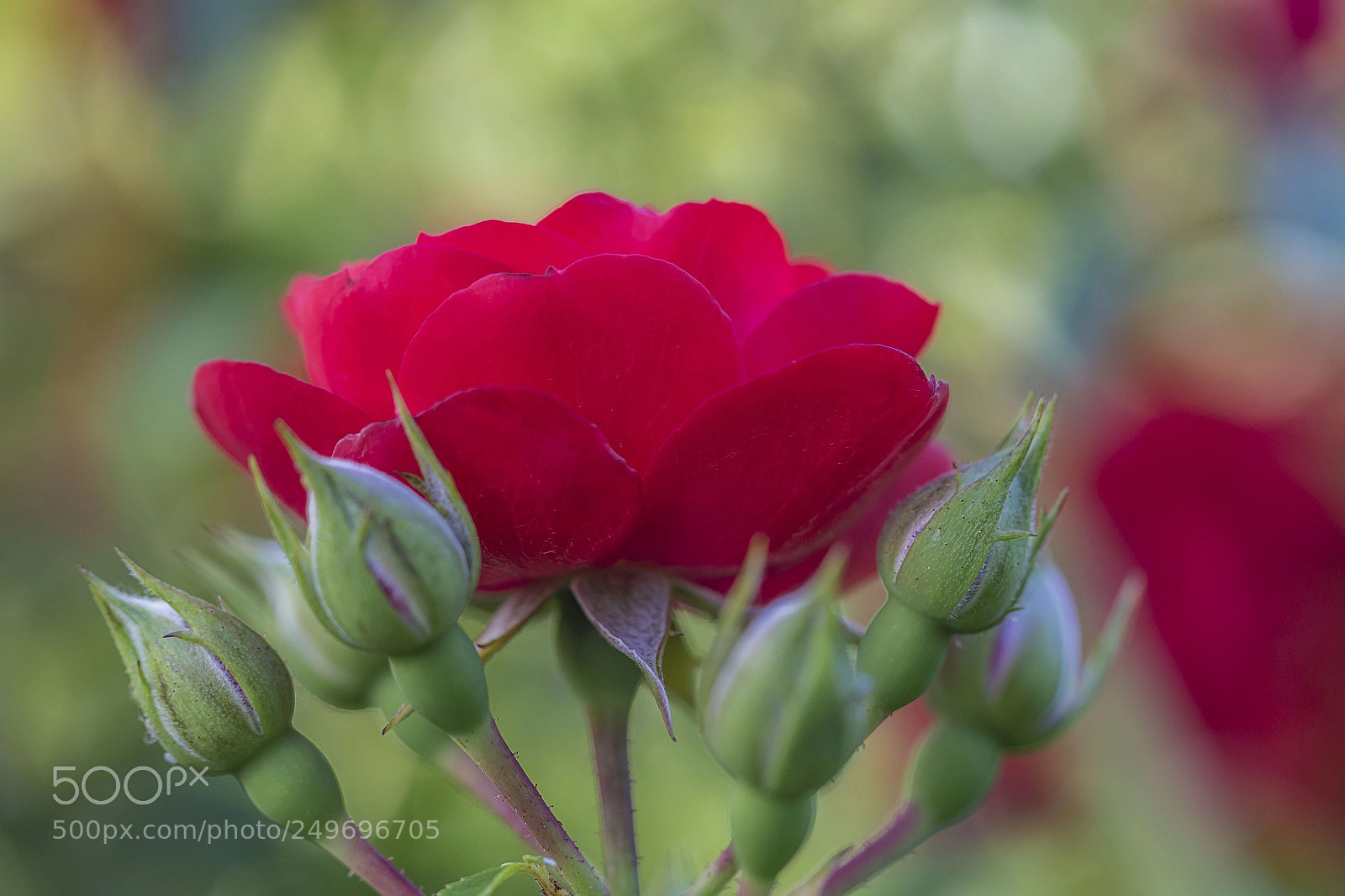 Canon EOS 700D (EOS Rebel T5i / EOS Kiss X7i) sample photo. Roses photography
