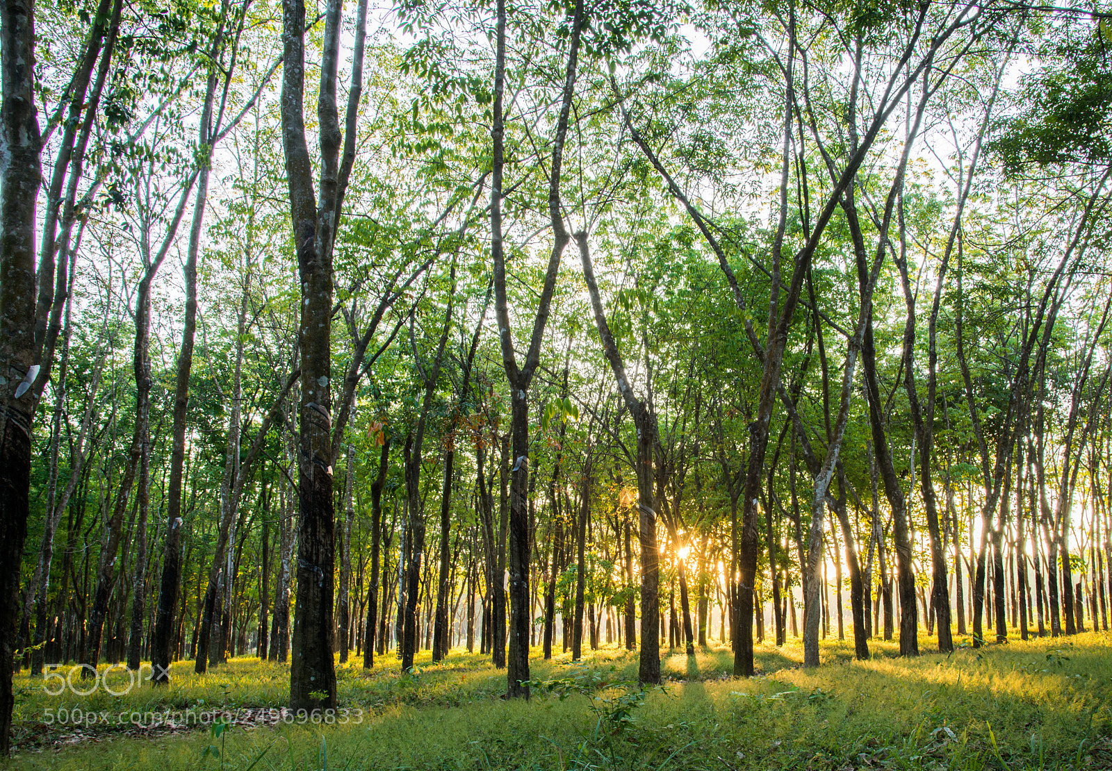 Nikon D610 sample photo. The sunrise photography
