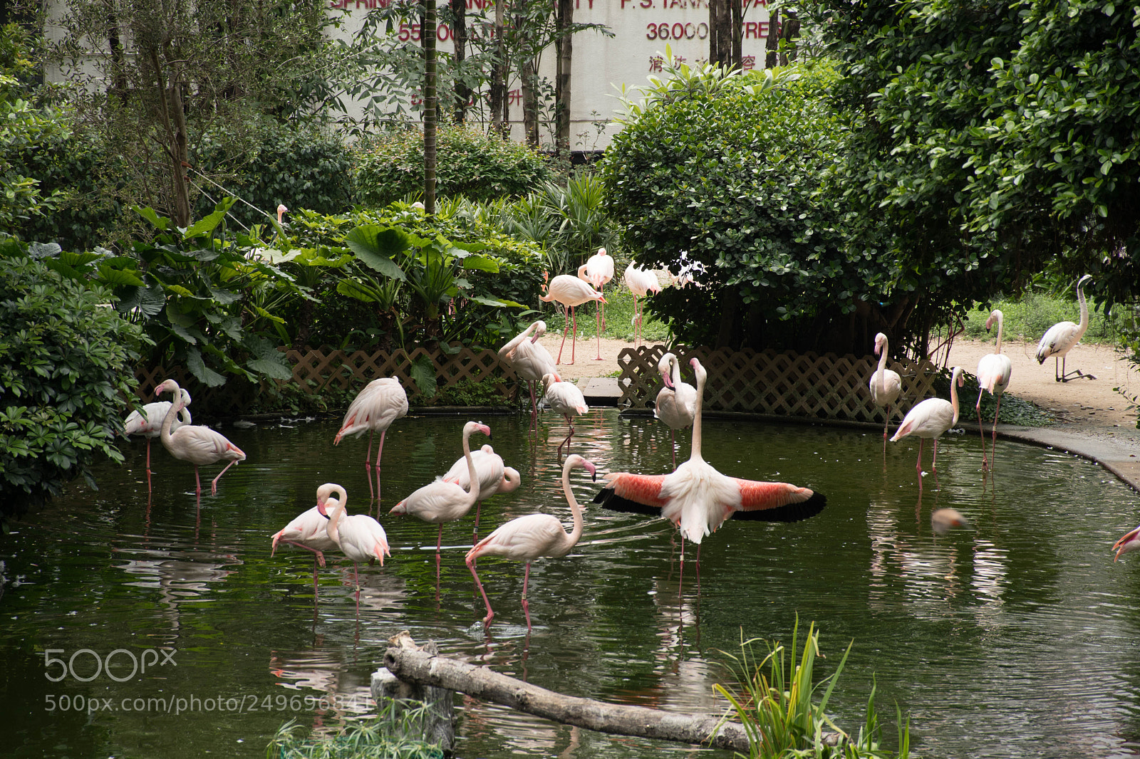 Nikon D7500 sample photo. Flamingos kowloon park photography