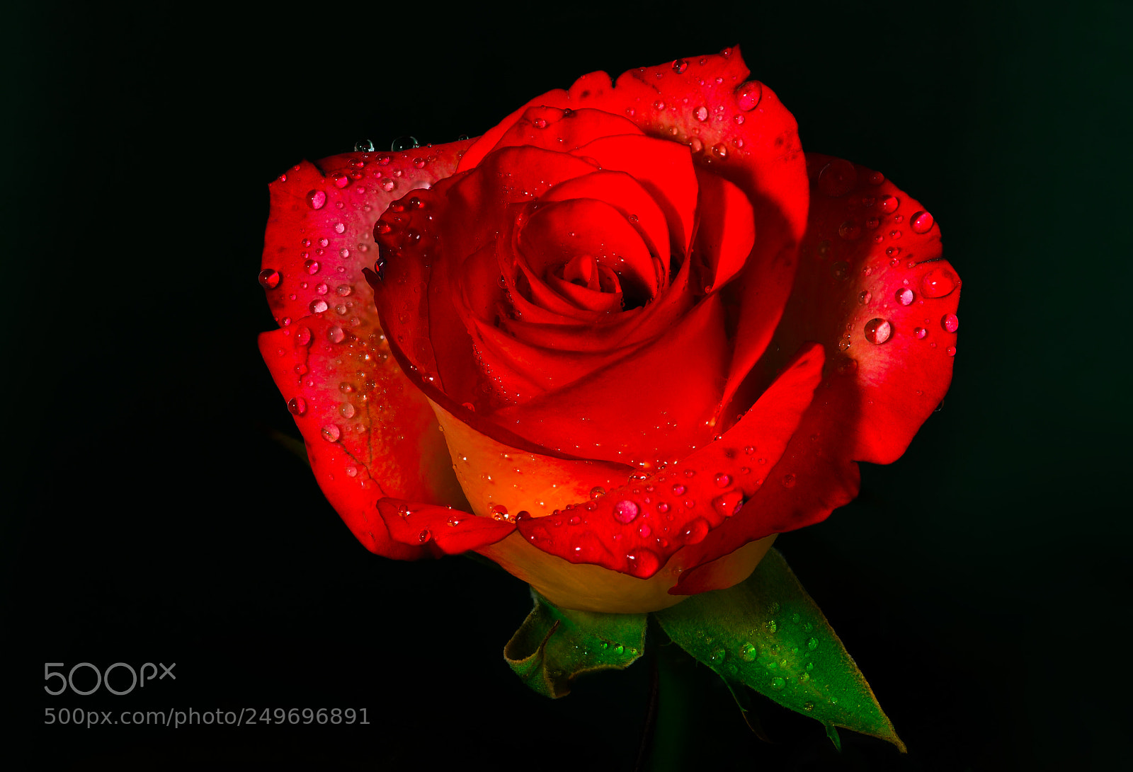 Nikon D7000 sample photo. Rose photography