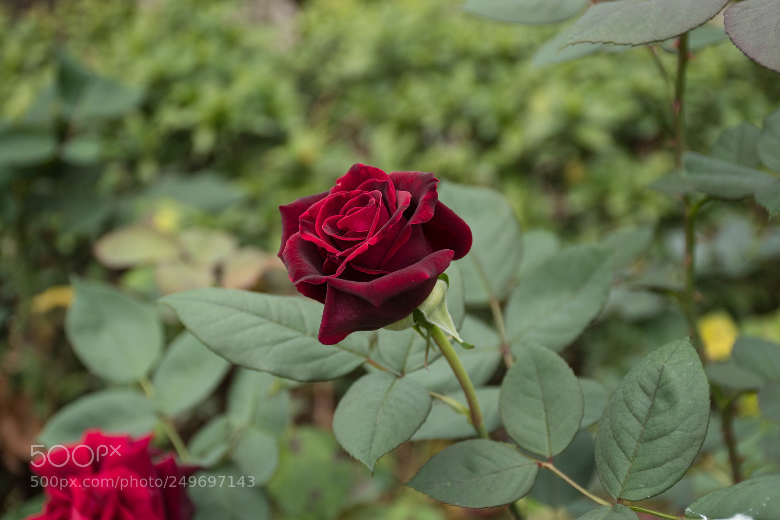 Nikon D7500 sample photo. Rose photography