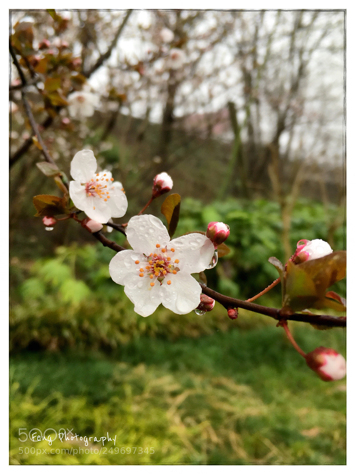 Apple iPhone SE sample photo. 雨中樱花 photography