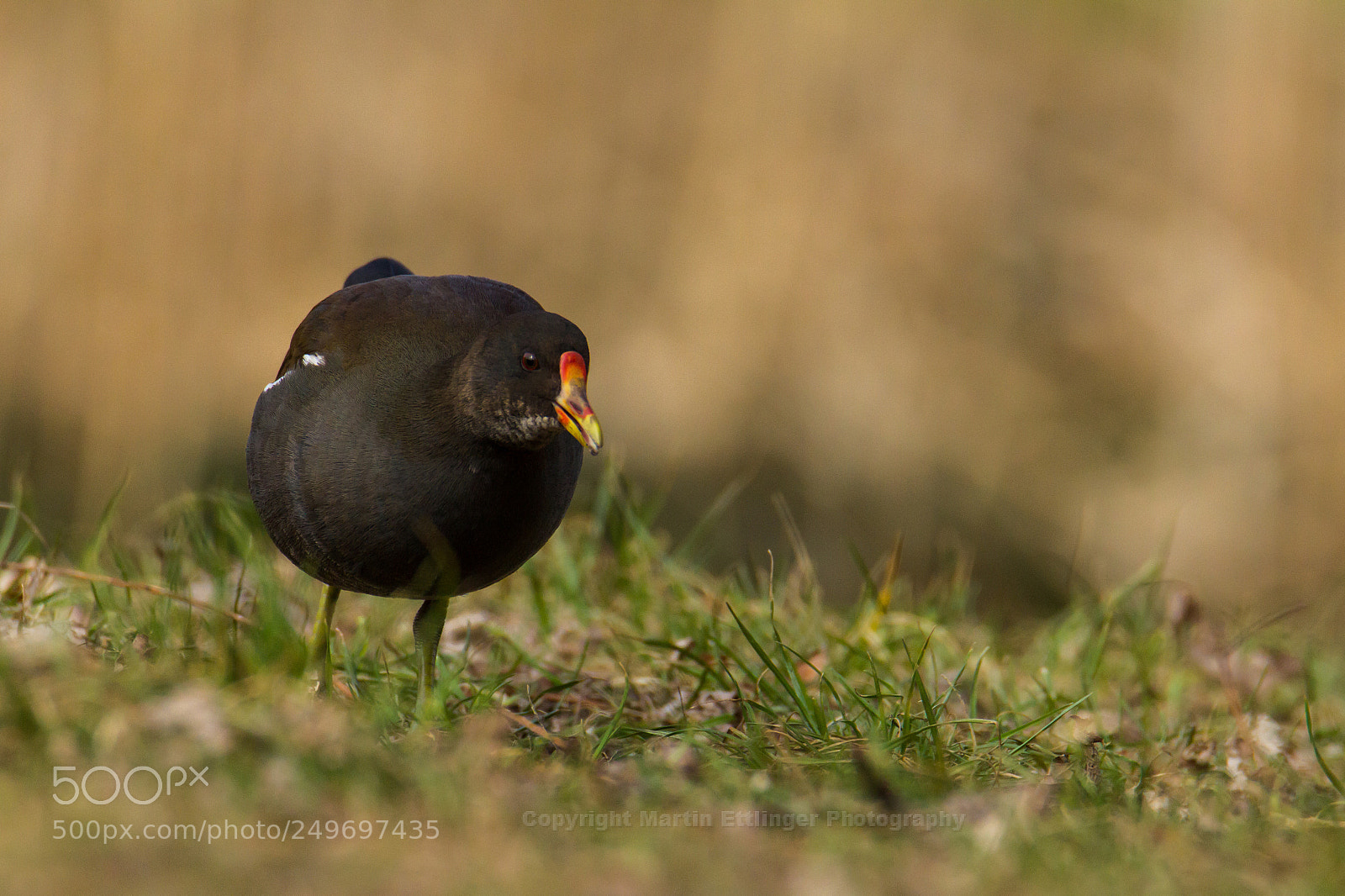 Canon EOS 7D sample photo. Common moorhen gallinula chloropus photography