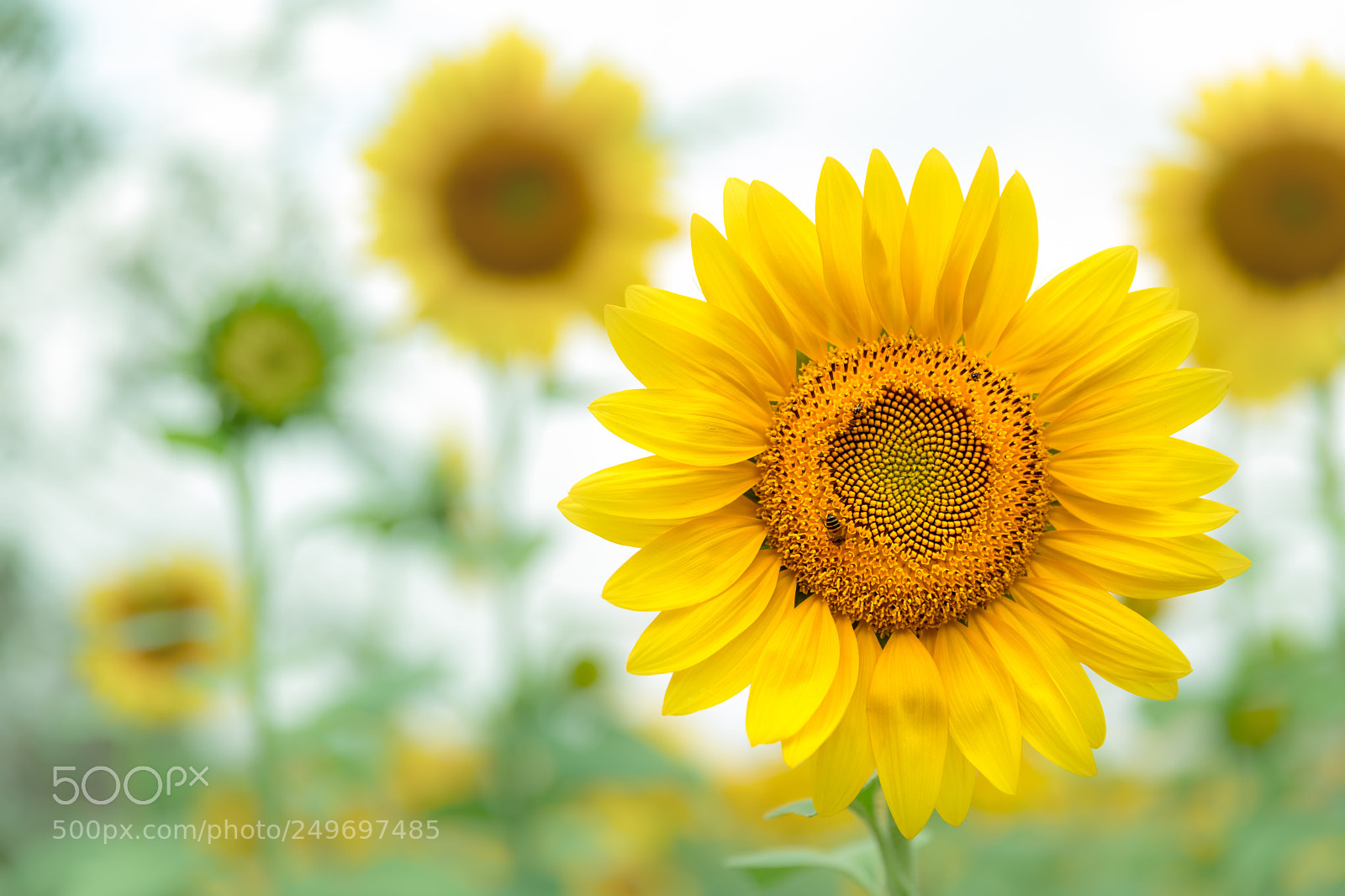 Canon EOS 5D Mark IV sample photo. Sunflower.jpg photography