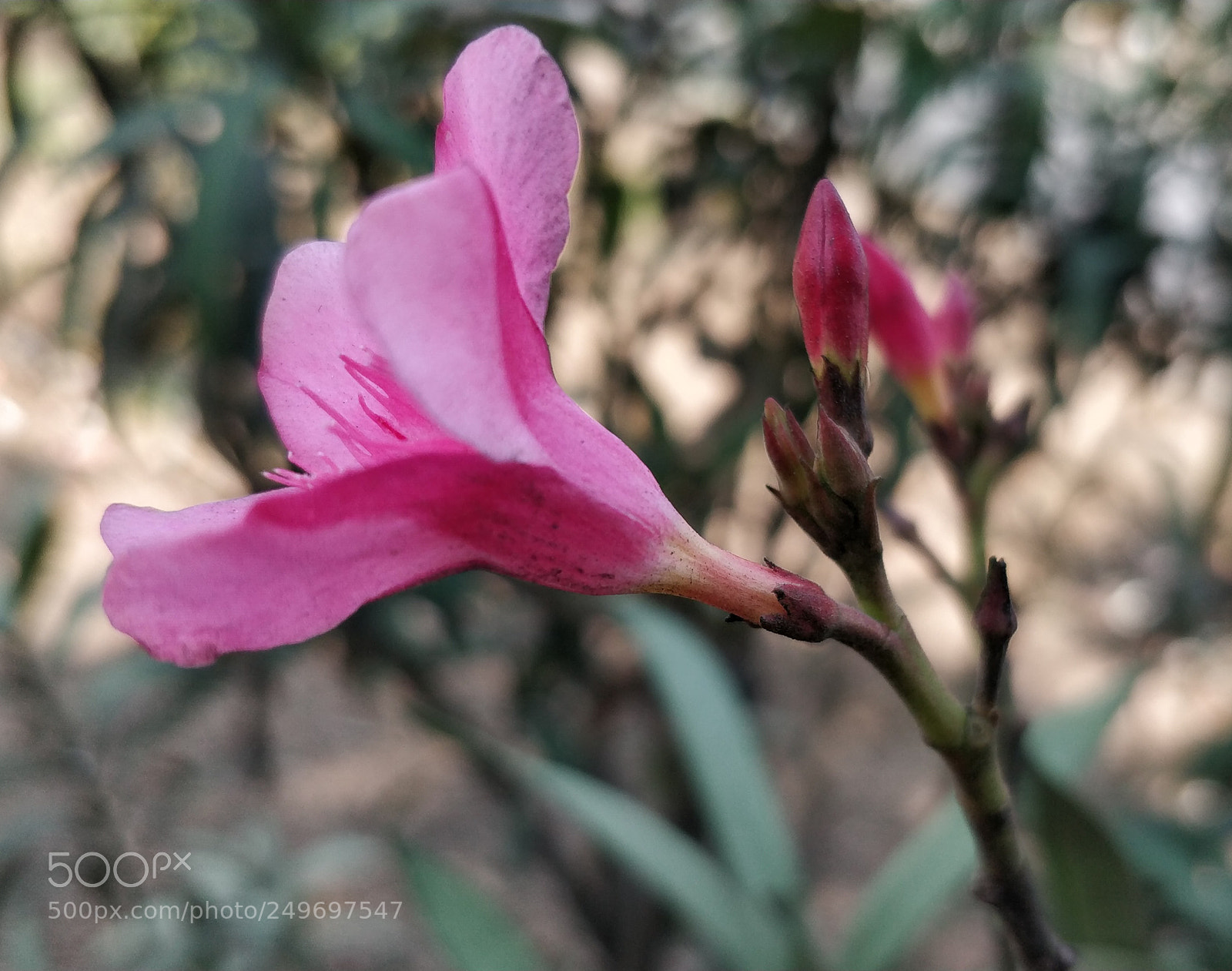 OnePlus 5 sample photo. Pink flower photography