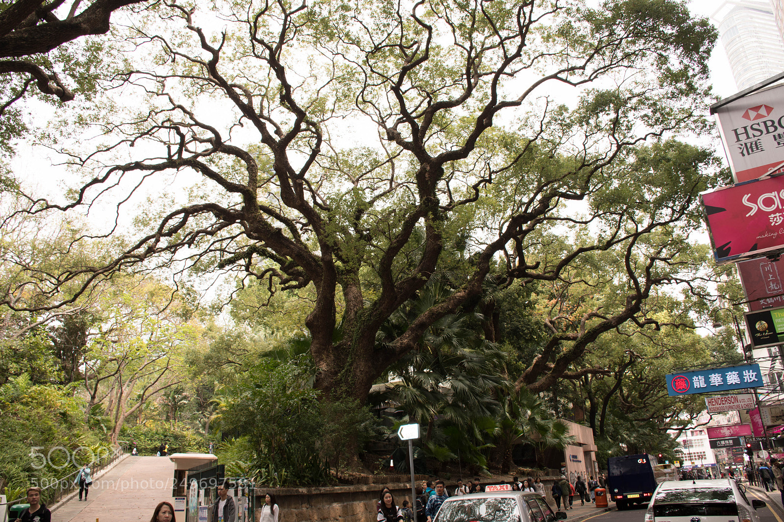 Nikon D7500 sample photo. Old tree kowloon park photography