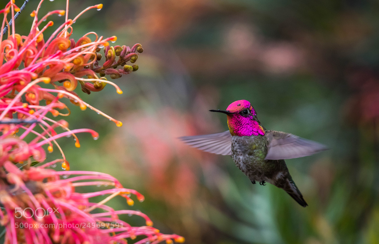 Nikon D810 sample photo. Stunning gorget photography