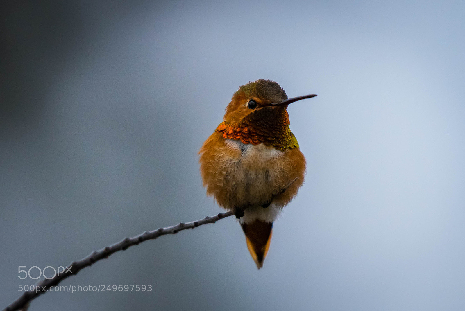 Nikon D810 sample photo. Allen's hummingbird photography