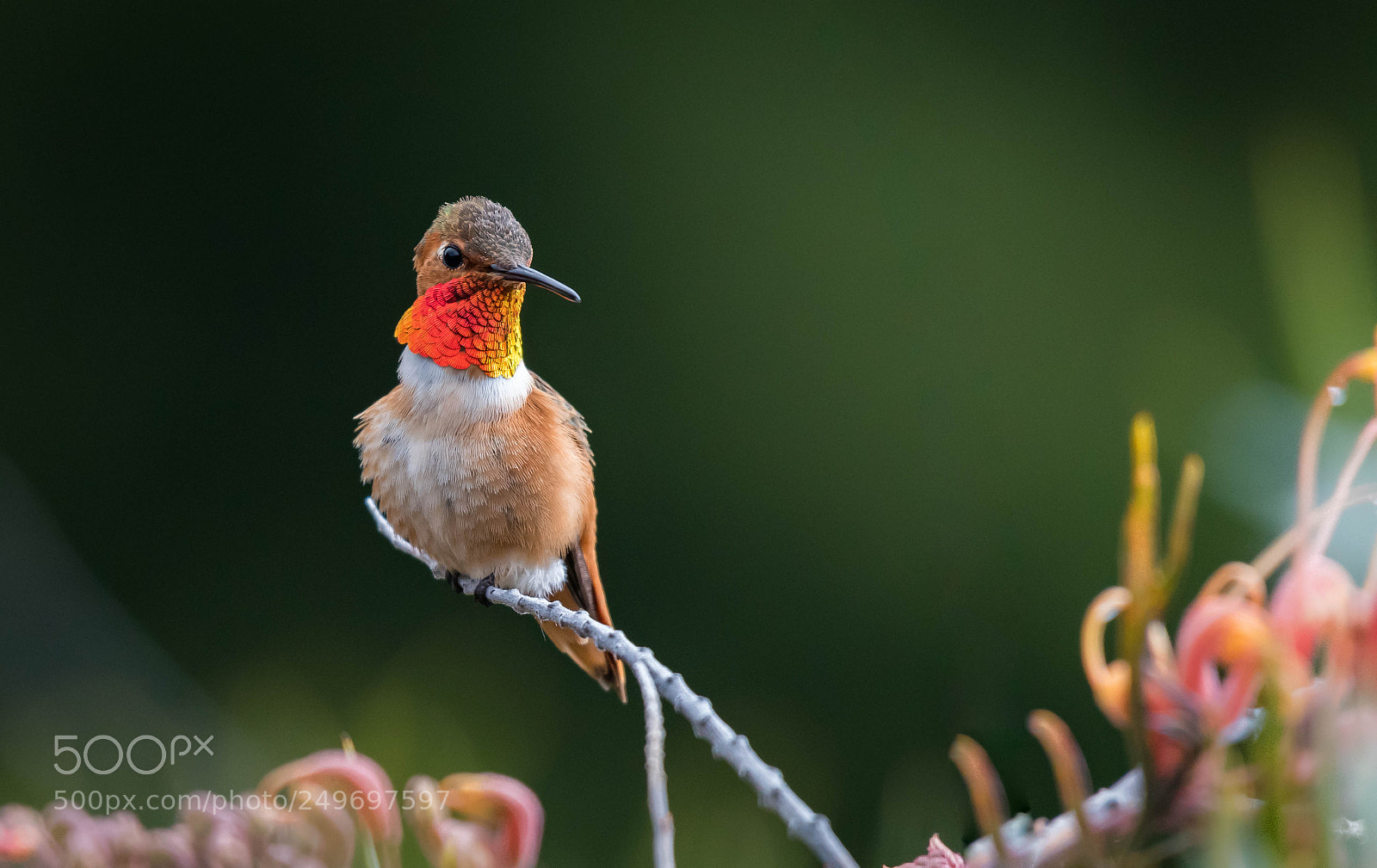 Nikon D810 sample photo. Allen's hummingbird photography