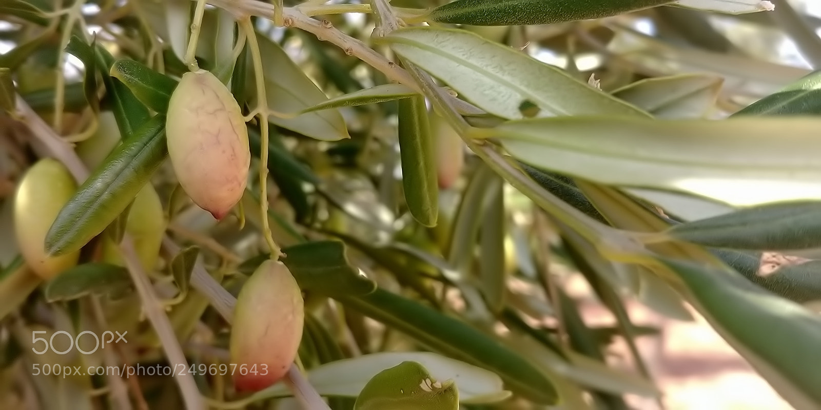LG G6 sample photo. Mount arbel photography