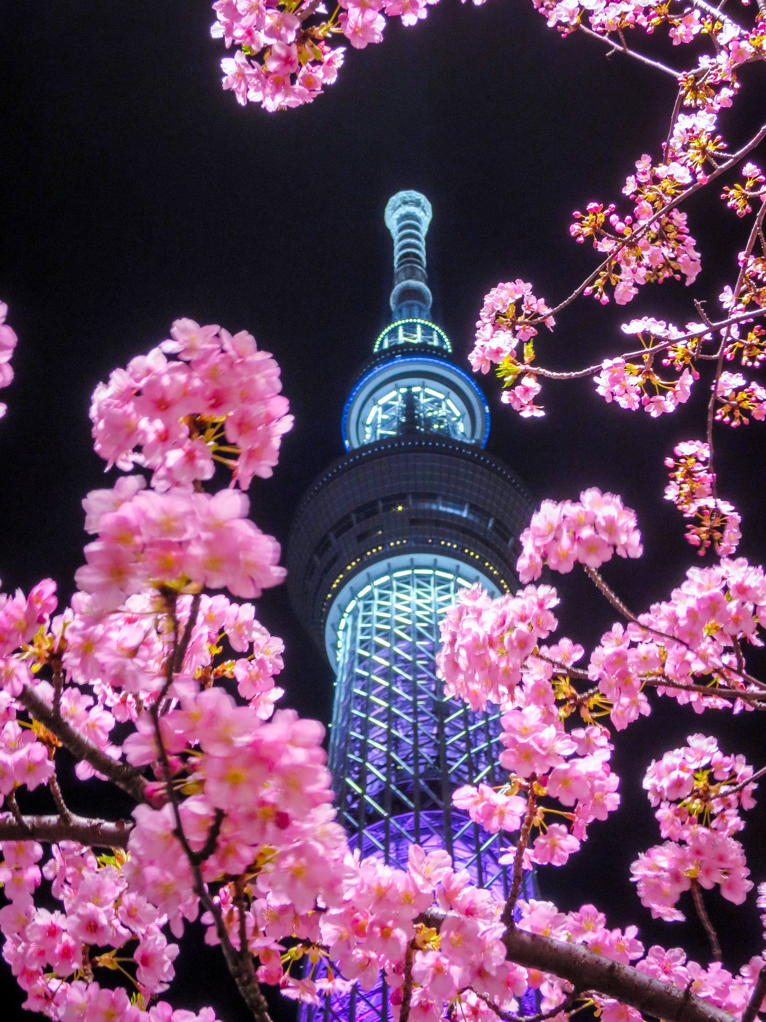 Canon PowerShot S120 sample photo. Cherry blossoms in full bloom and tokyo skytree photography