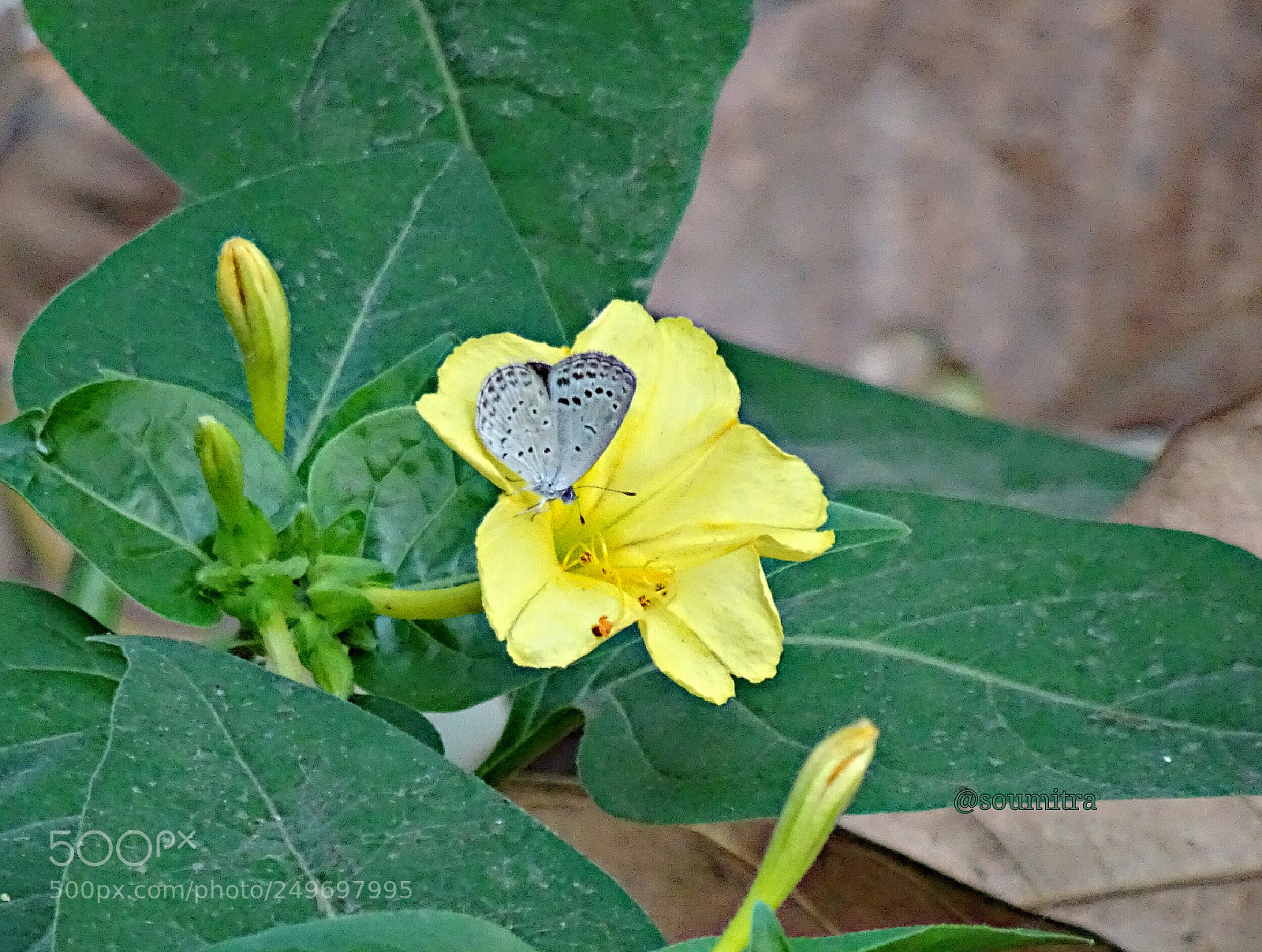 Sony Cyber-shot DSC-HX90V sample photo. Little butterfly photography