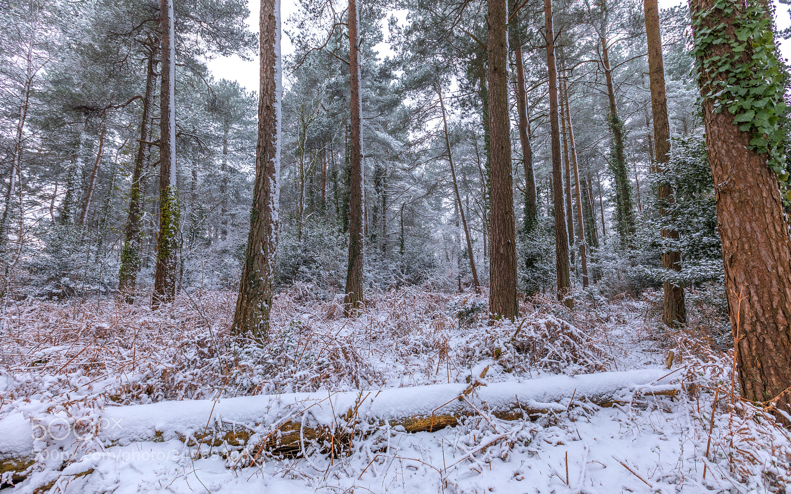 Canon EOS 5D Mark IV sample photo. Snowy woods photography