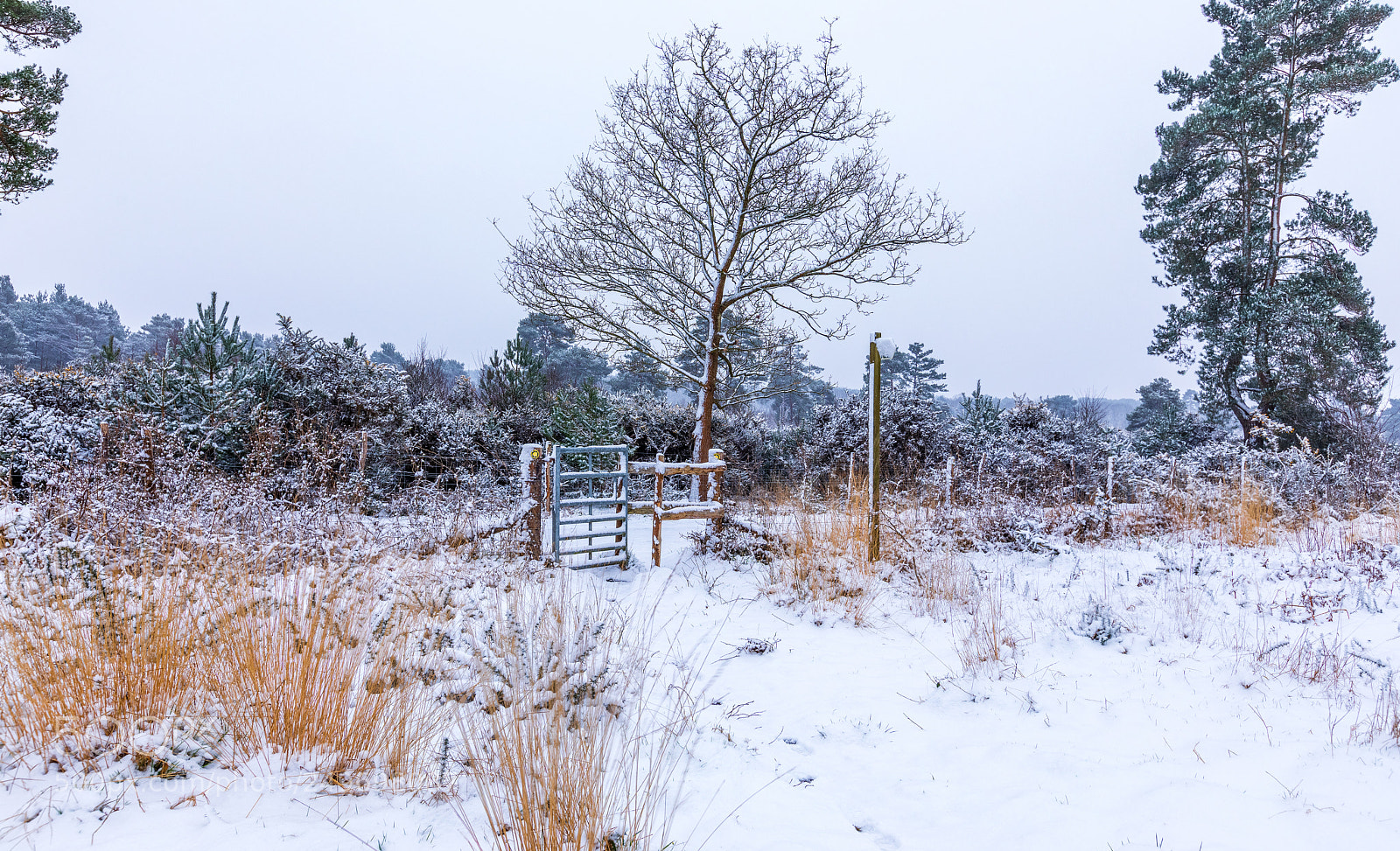 Canon EOS 5D Mark IV sample photo. Snow gate photography