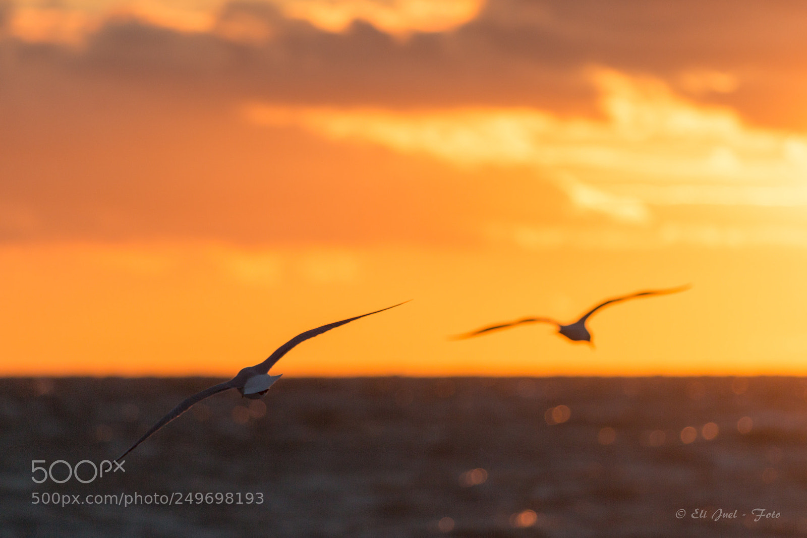 Canon EOS 70D sample photo. Seagulls photography
