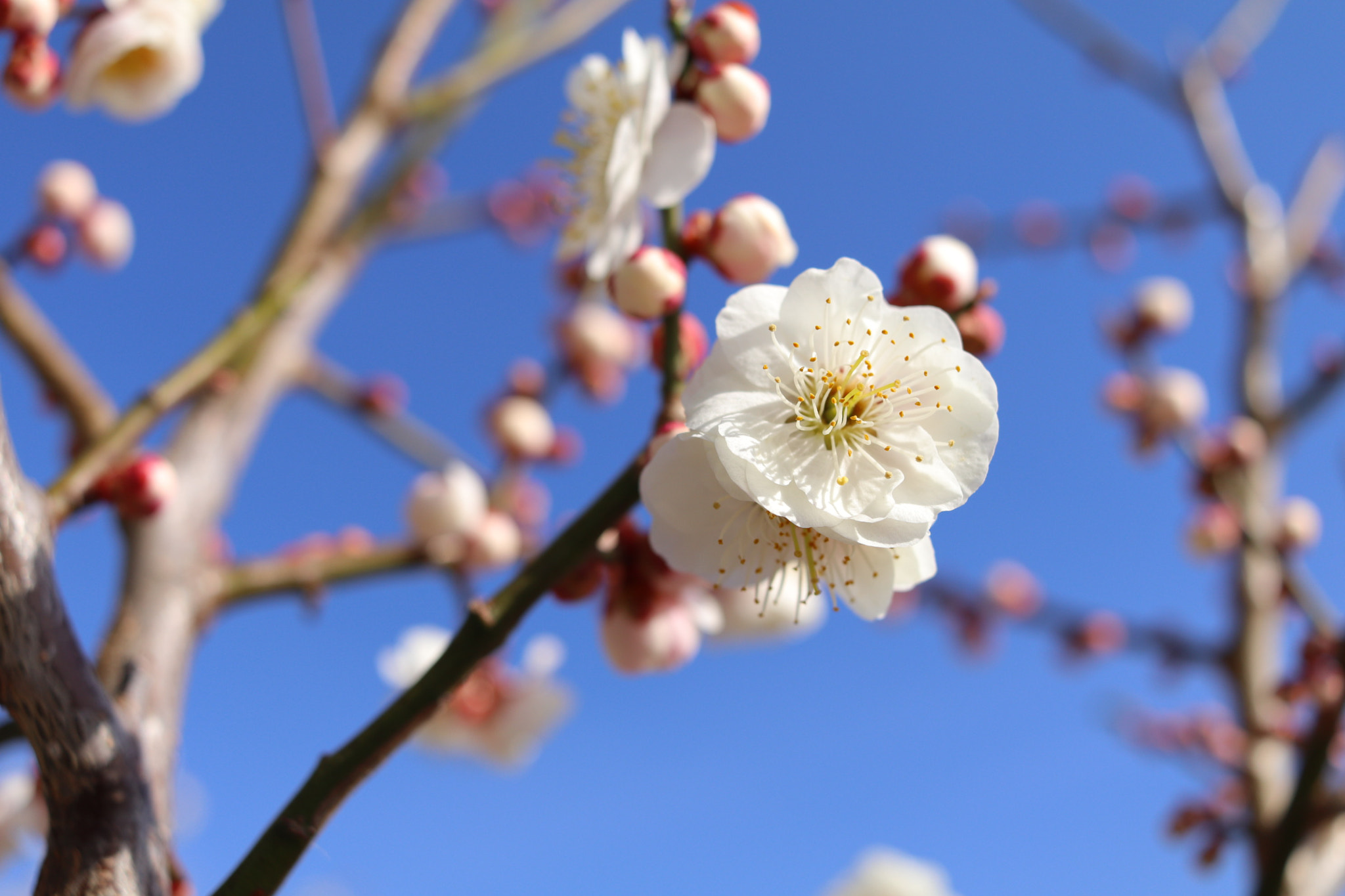Canon EF-S 24mm F2.8 STM sample photo. Spring is around the corner photography