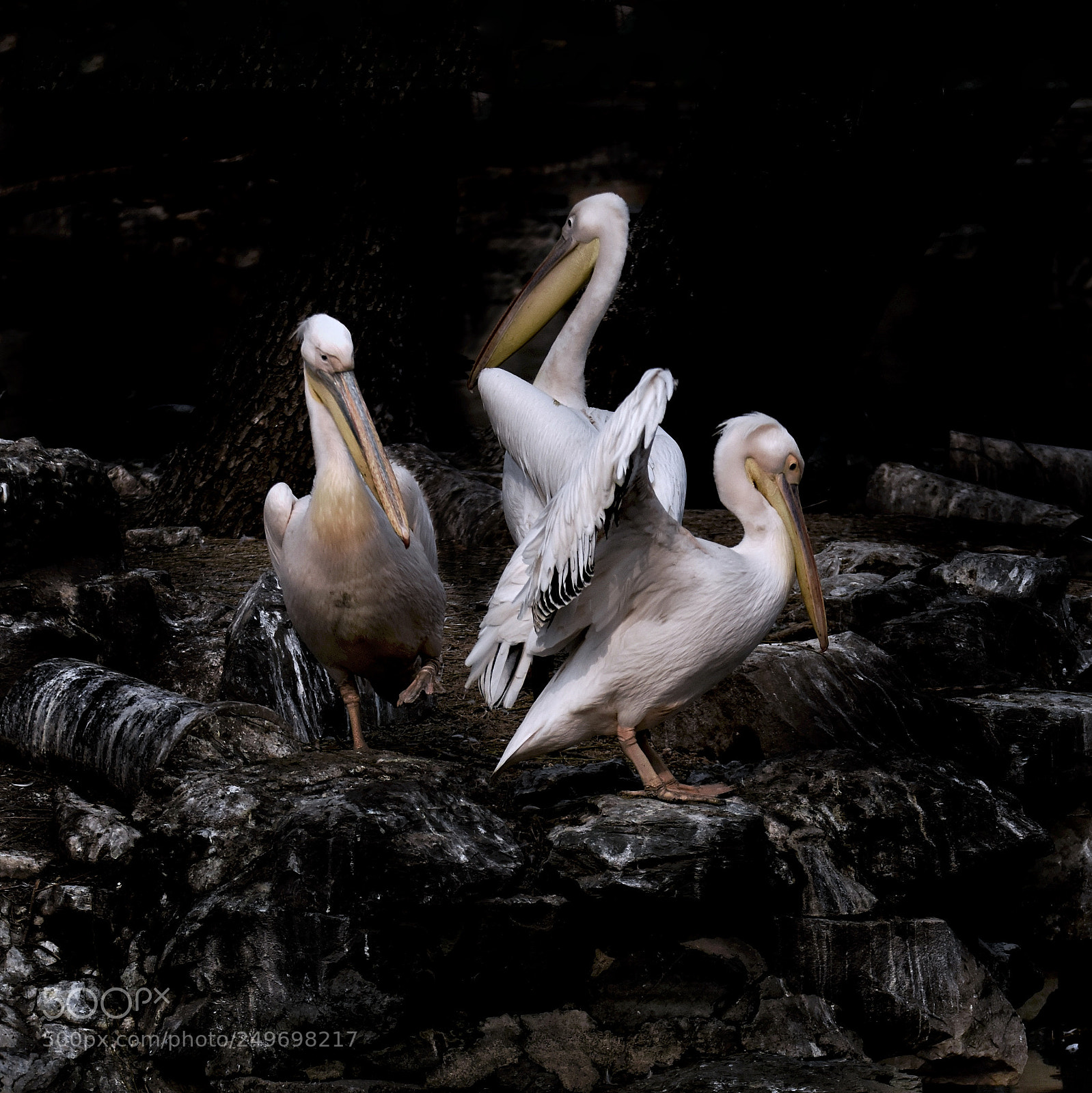 Nikon D810 sample photo. Pelicans photography