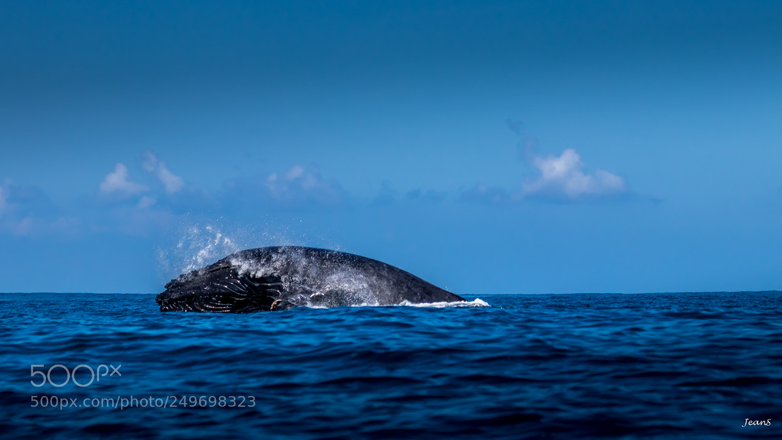 Canon EOS 80D sample photo. A whale and her photography