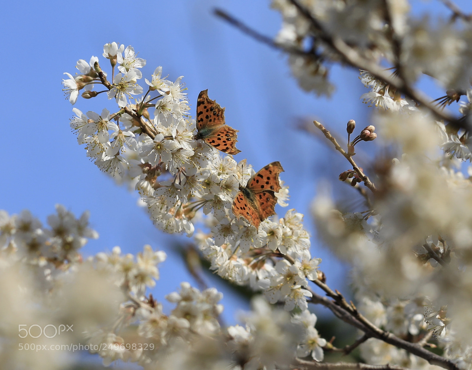 Canon EOS 5D Mark IV sample photo. Untitled photography