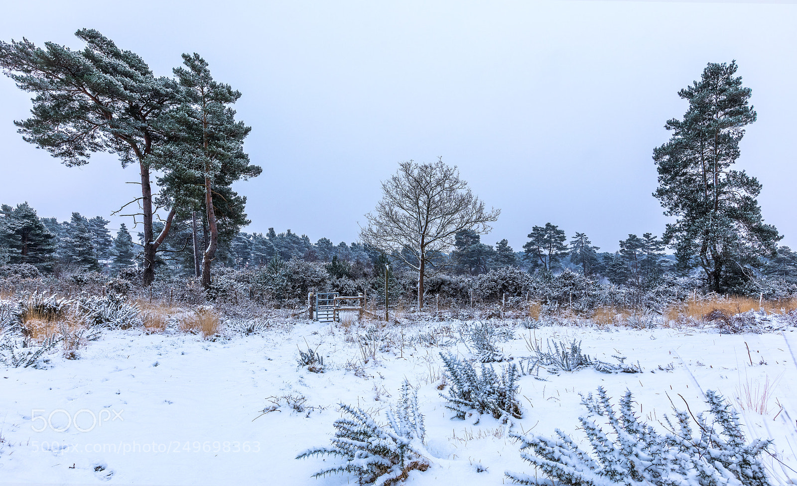 Canon EOS 5D Mark IV sample photo. Snow pines photography