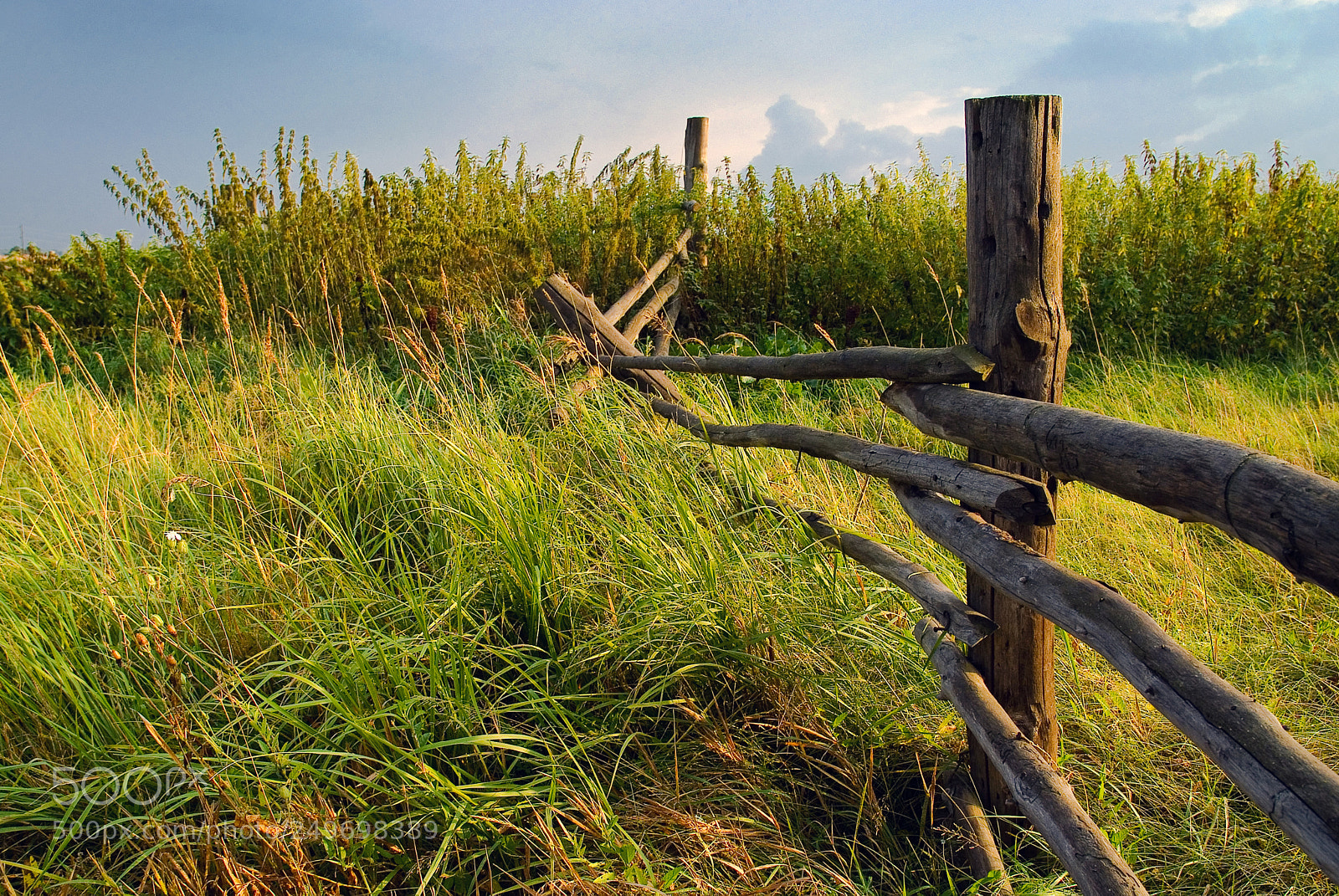 Fujifilm FinePix S3 Pro sample photo. Fence photography