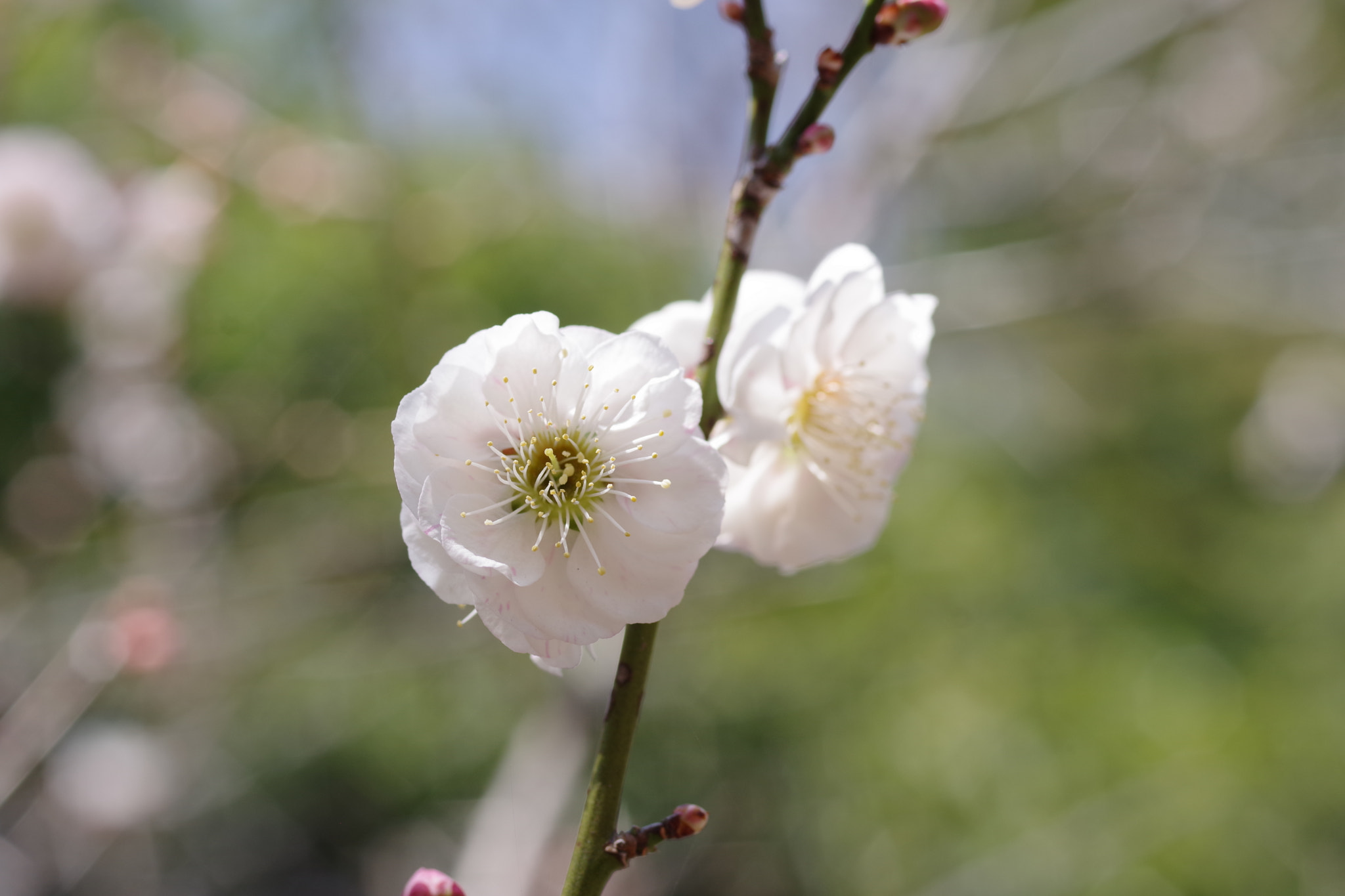 Pentax smc D-FA 50mm F2.8 Macro sample photo