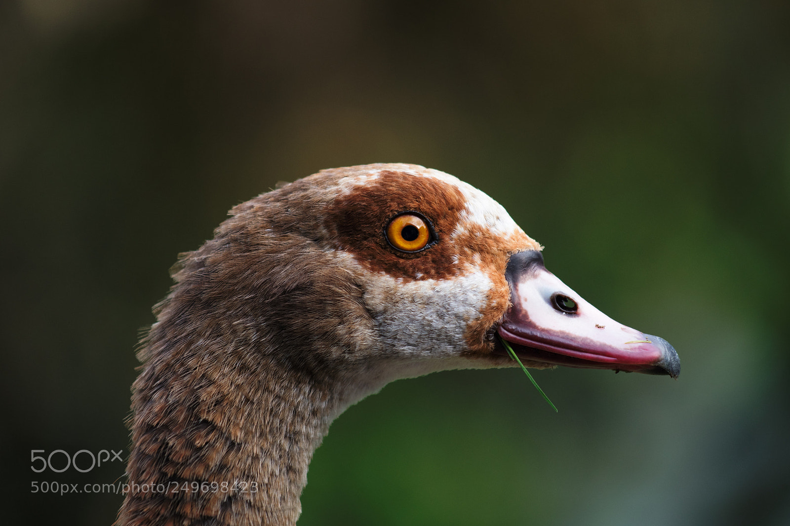 Nikon D500 sample photo. Canard fumeur d'herbe photography