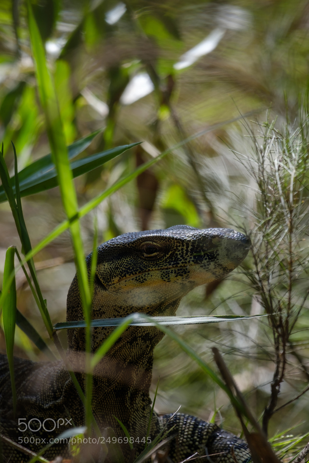Fujifilm X-E3 sample photo. When the lace monitor photography