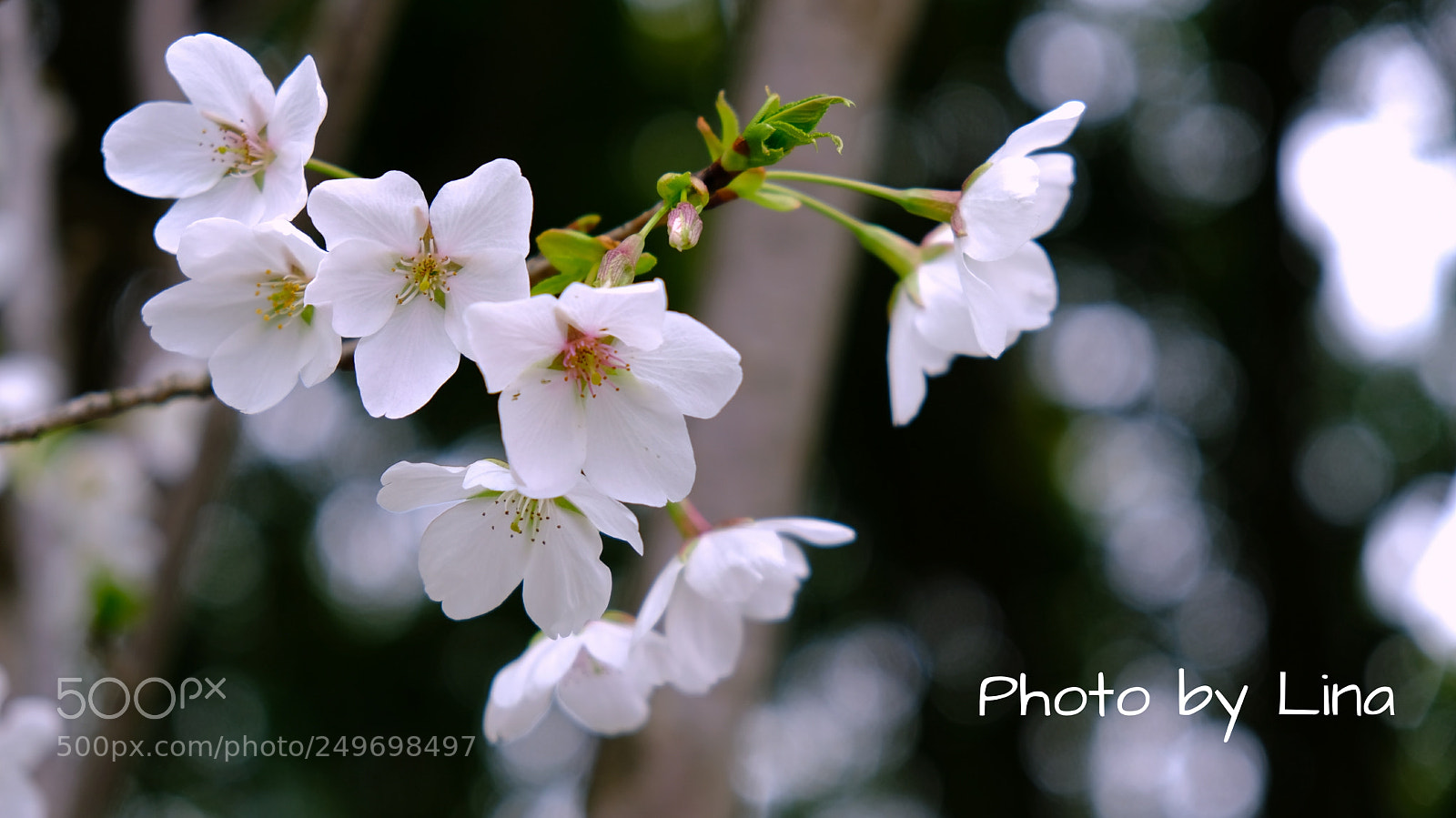Fujifilm X-T2 sample photo. 樱花烂漫几多时 photography