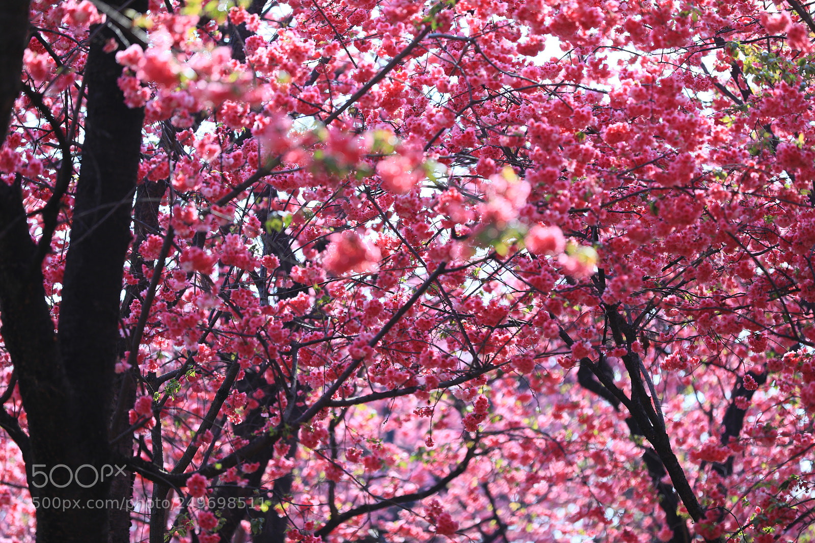 Canon EOS 5D Mark IV sample photo. 繁花似锦 photography
