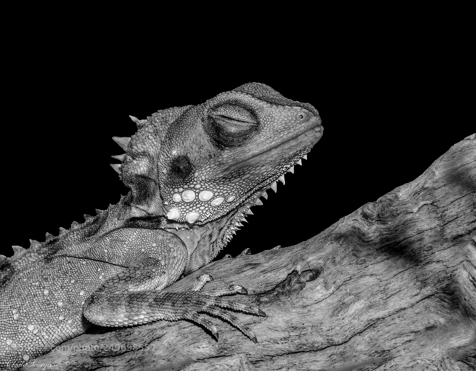 Nikon D810 sample photo. Sleeping dragon photography