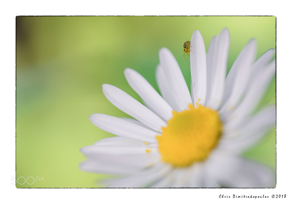 Nikon D7000 sample photo. Walking on a daisy photography