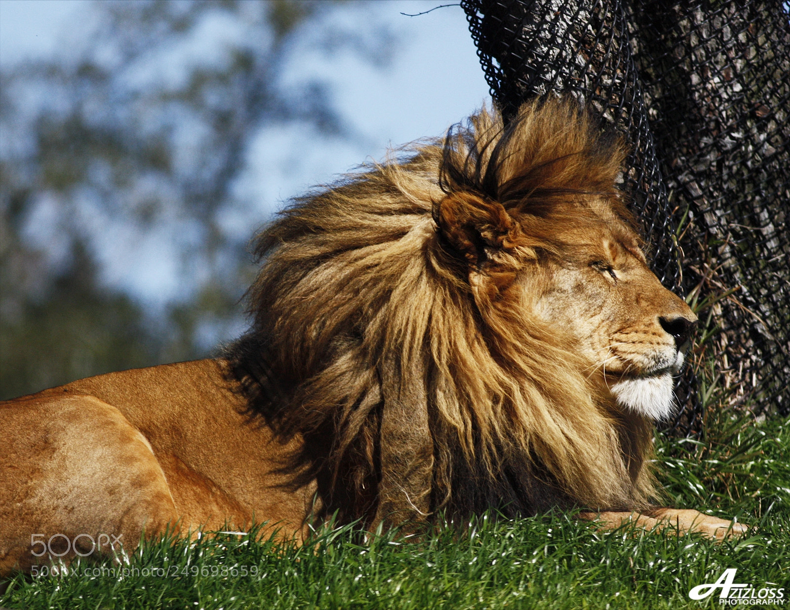 Canon EOS 450D (EOS Rebel XSi / EOS Kiss X2) sample photo. The lion king photography
