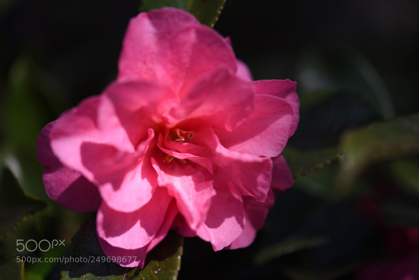Nikon AF-S Micro-Nikkor 60mm F2.8G ED sample photo. 散歩道の花 サザンカ 金沢長町 photography