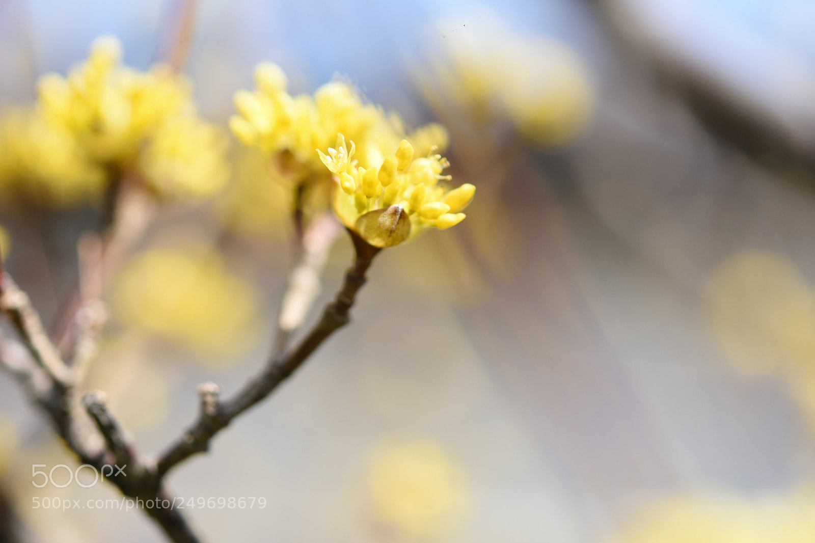Nikon AF-S Micro-Nikkor 60mm F2.8G ED sample photo. 散歩道の花 サンシュユ(山茱萸) 金沢長町 photography