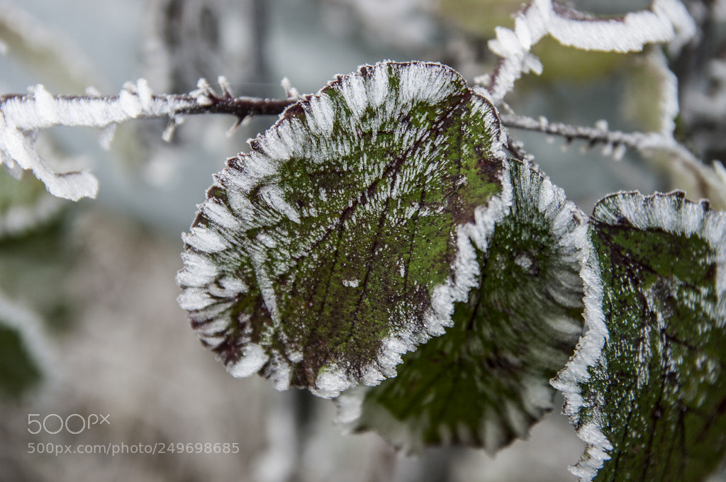 Pentax K20D sample photo. Es ist kalt draussen photography
