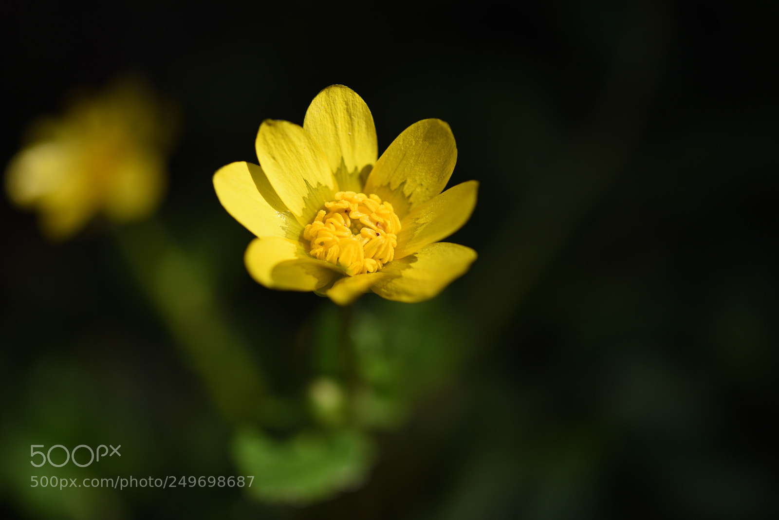 Nikon AF-S Micro-Nikkor 60mm F2.8G ED sample photo. 散歩道の花 ヒメリュウキンカ 金沢長町 photography