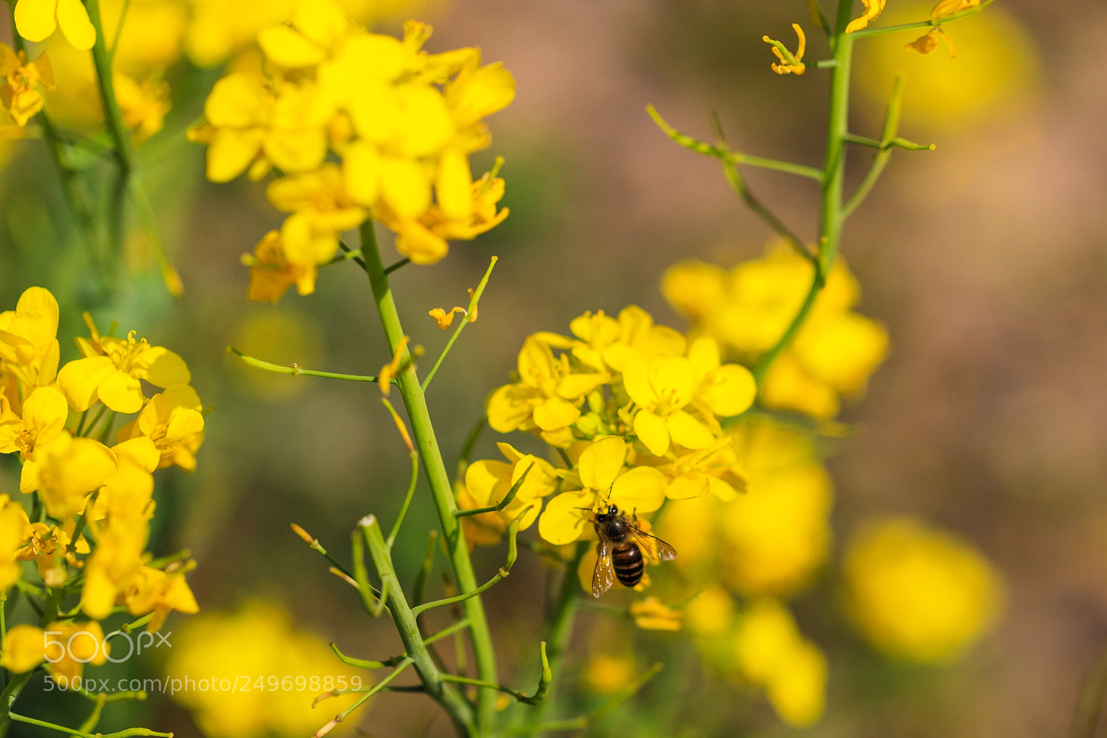 Canon EOS 5D Mark IV sample photo. Untitled photography