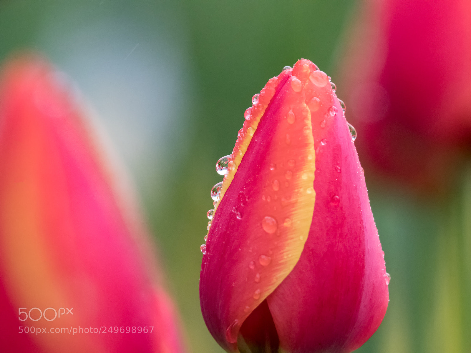 Canon EOS 80D sample photo. Tulip photography