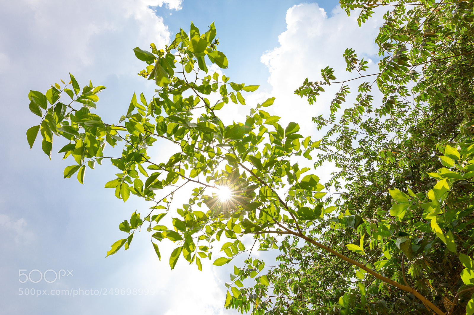Canon EOS 5D Mark IV sample photo. Sun behind tree photography