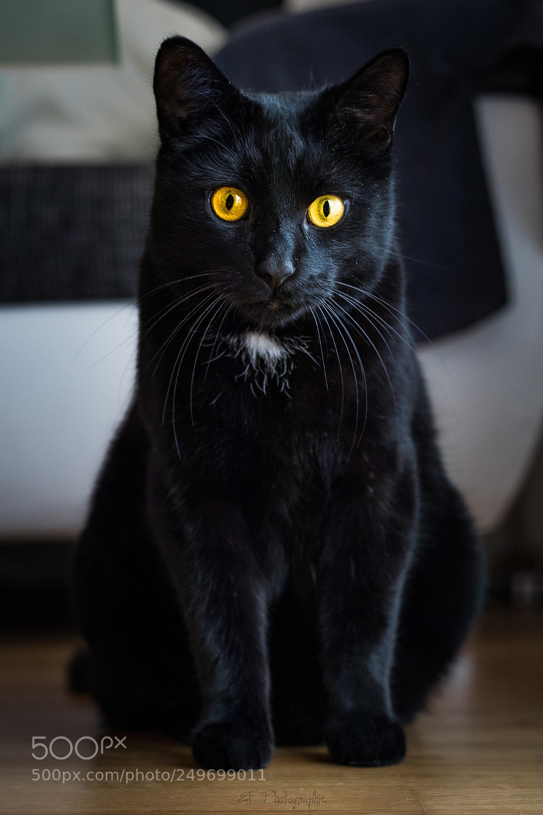 Canon EOS 5D Mark IV sample photo. Pino photography