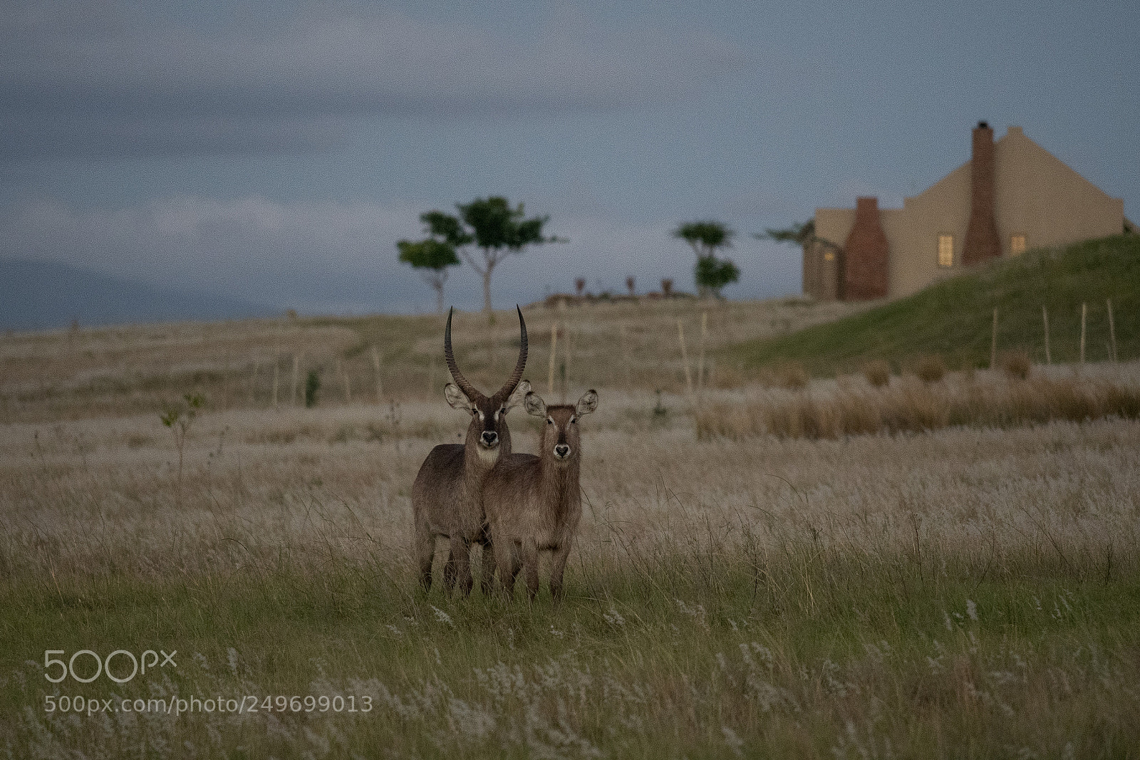 Nikon D500 sample photo. Antilopes photography