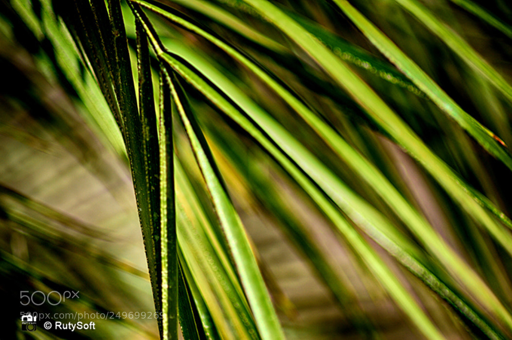 Nikon D3200 sample photo. Nature photography