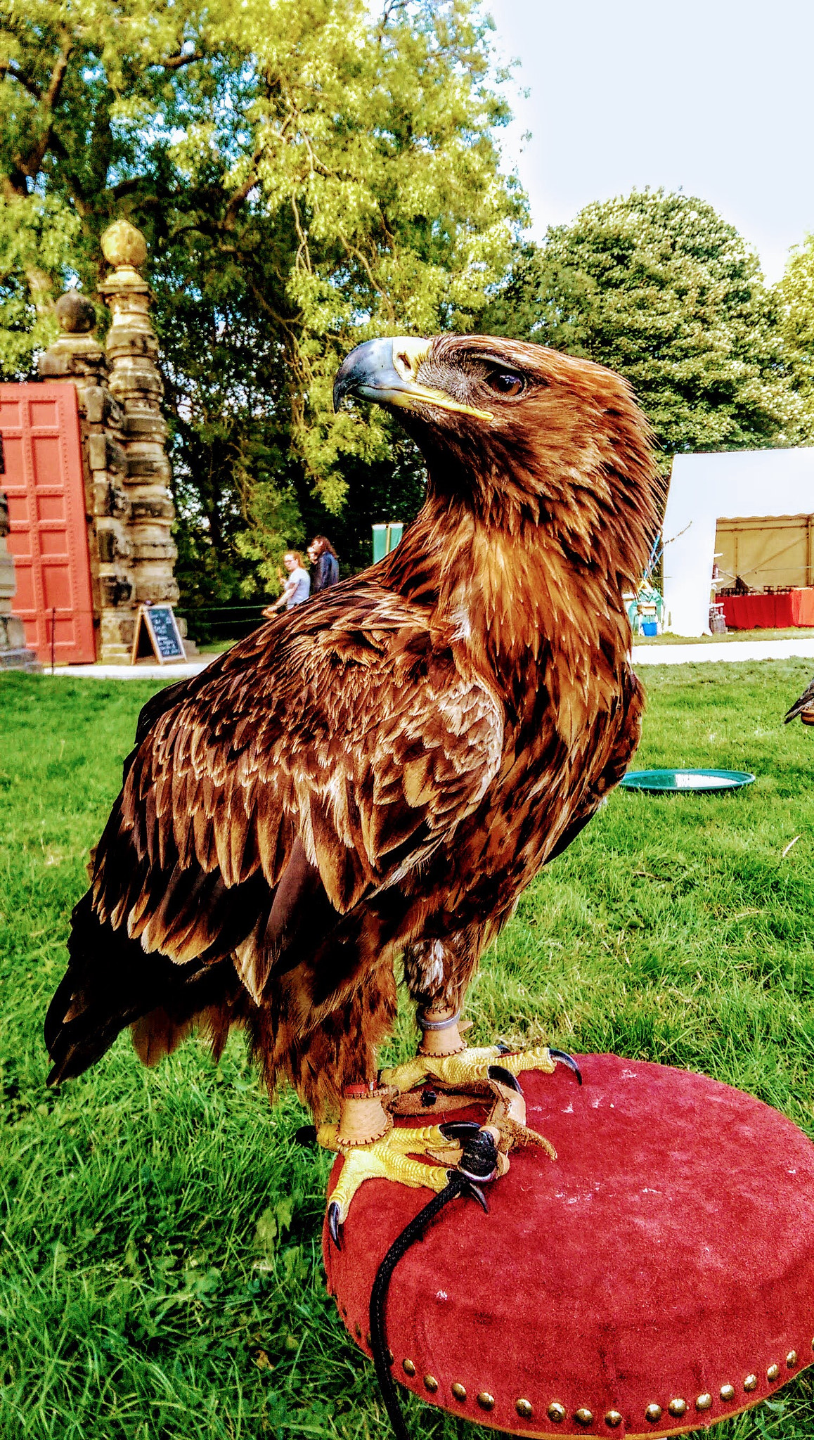 HTC ONE M8 sample photo. Falconry photography