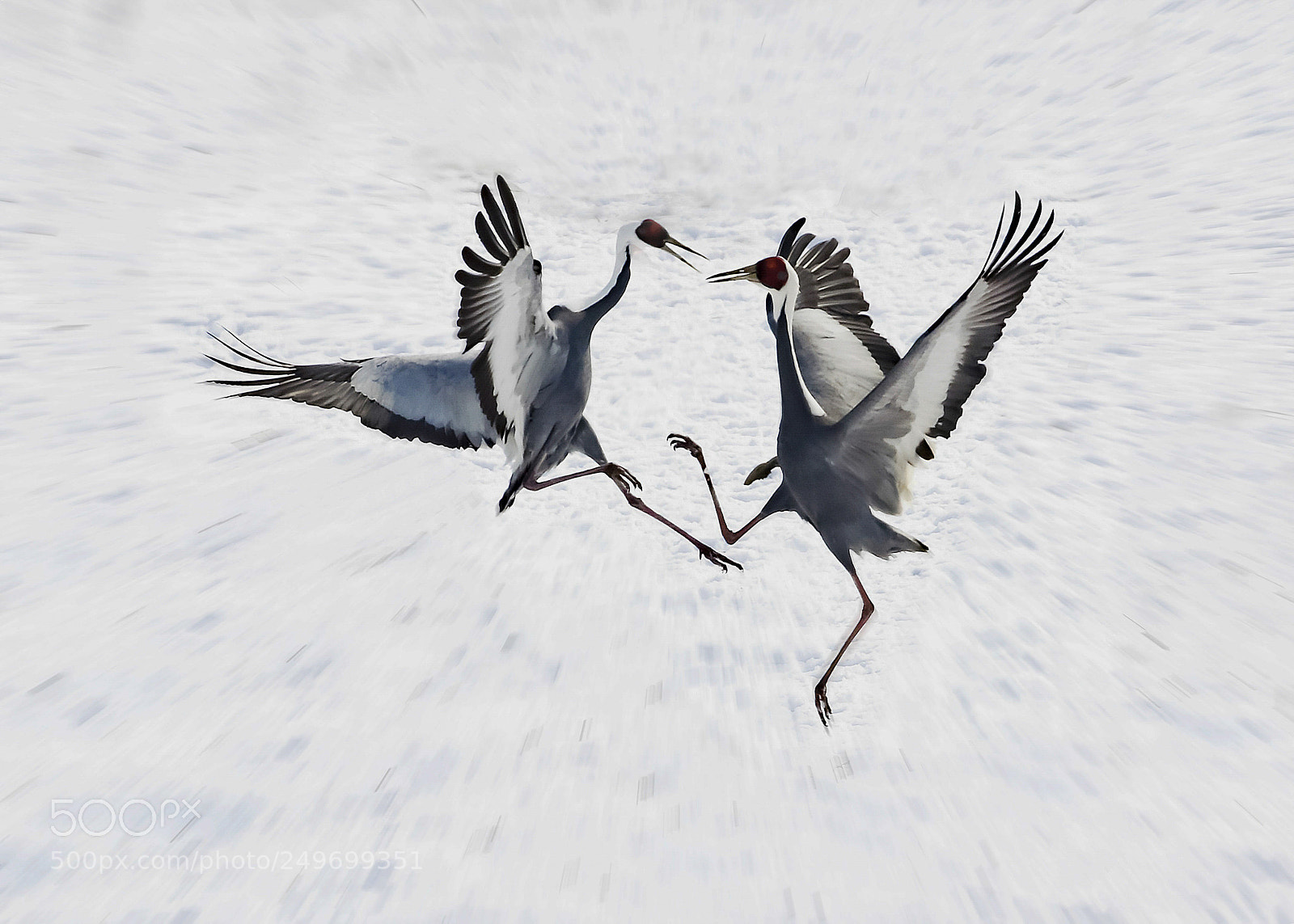 Canon EOS-1D X sample photo. Imgl2708-3.jpg photography