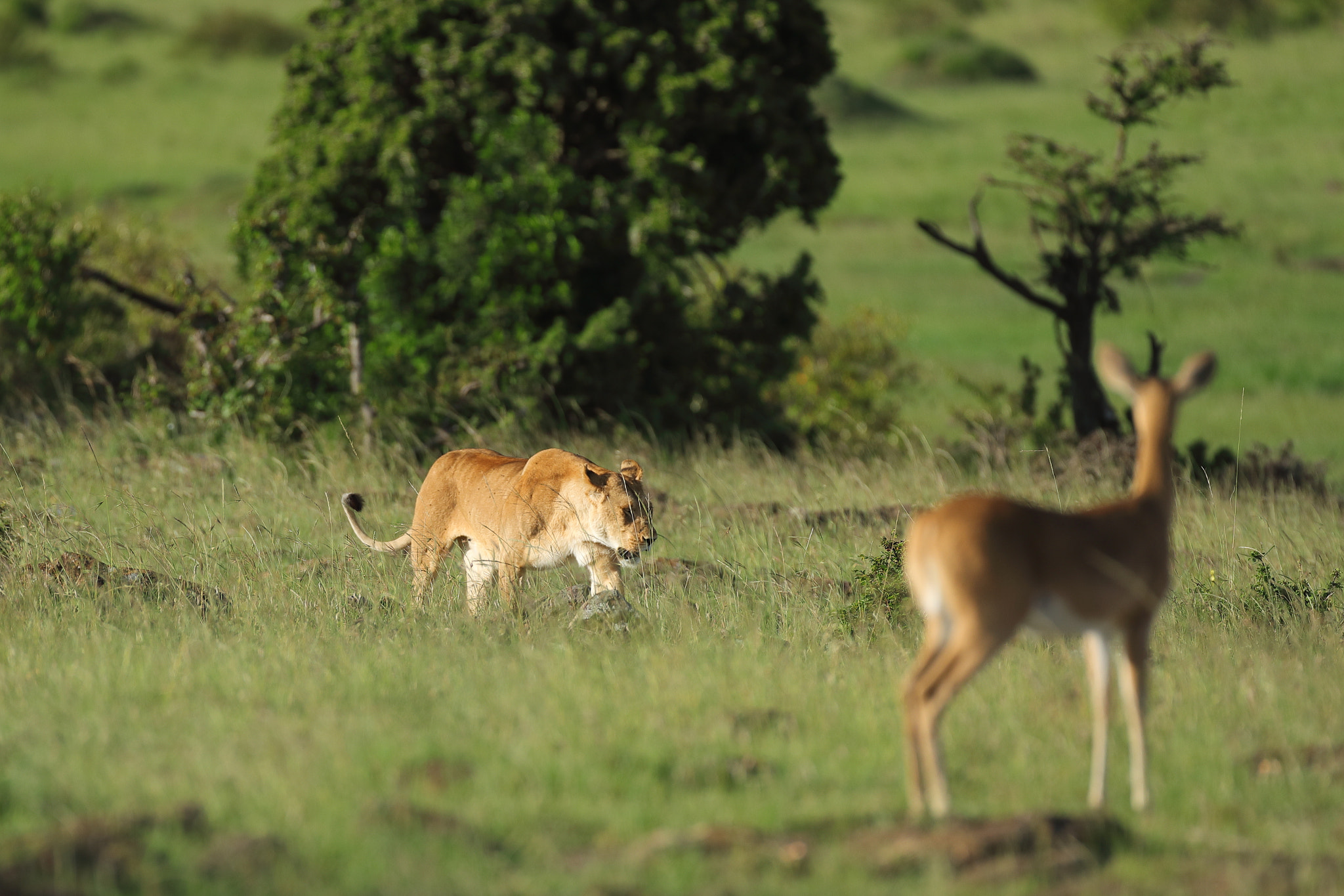 Canon EF 500mm F4L IS USM sample photo. Predator and prey photography