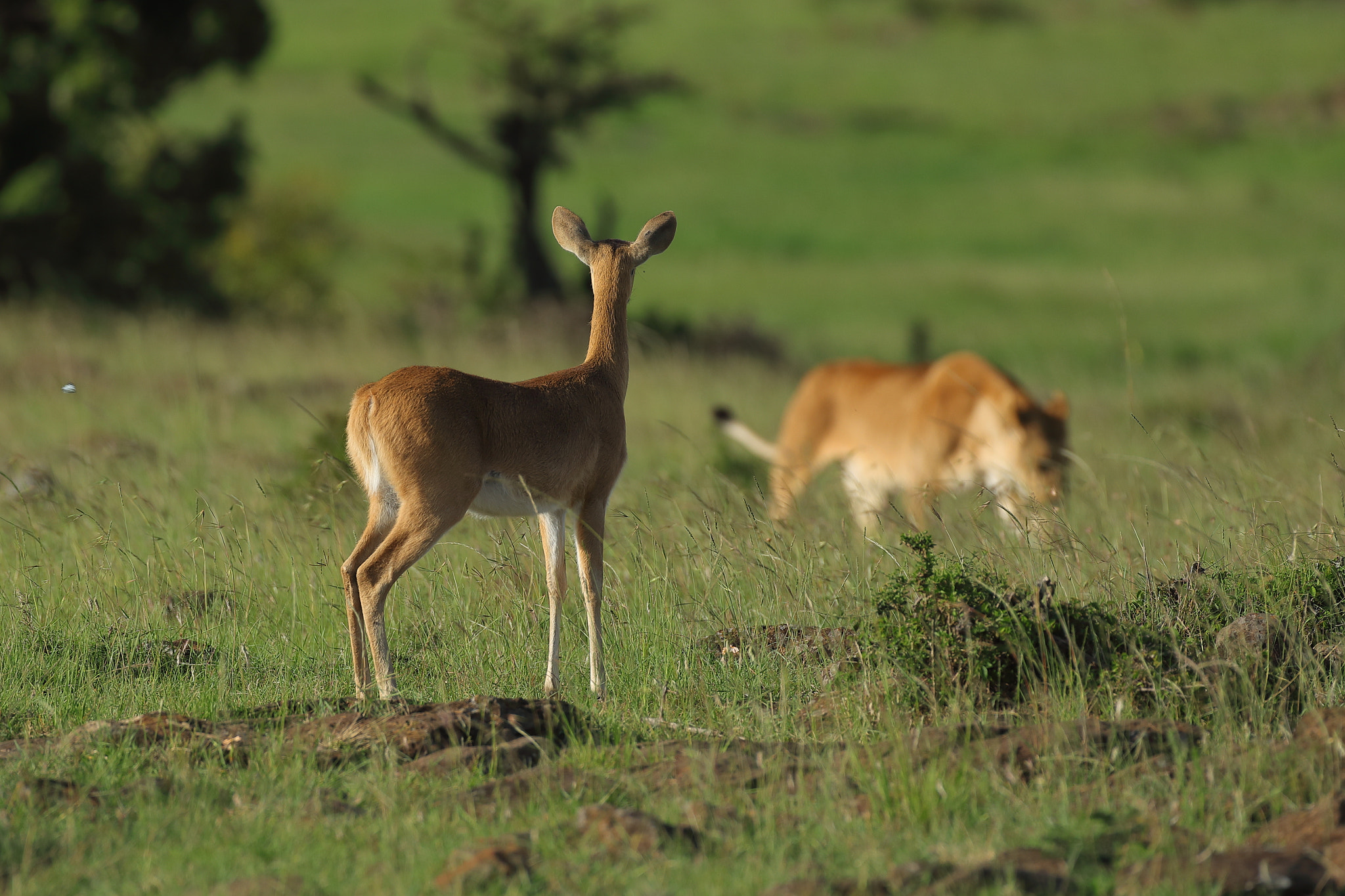 Canon EF 500mm F4L IS USM sample photo. Predator and prey # 2 photography