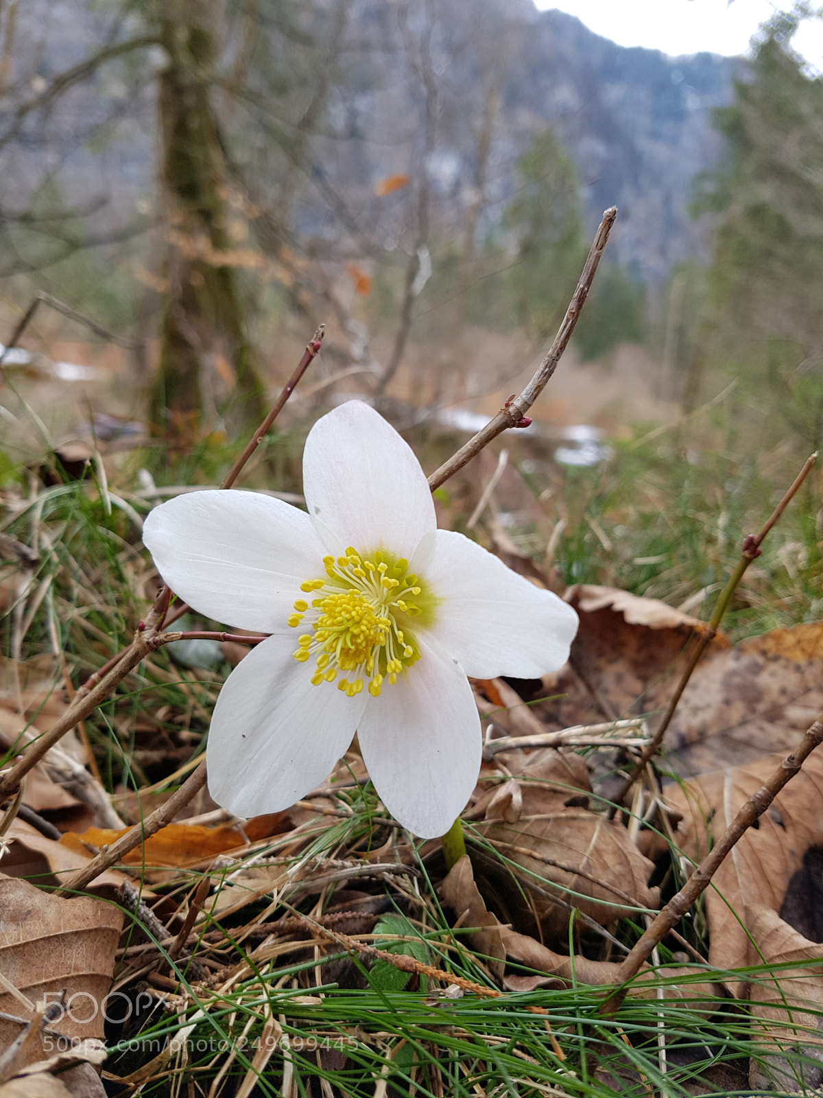 Samsung Galaxy S7 sample photo. Ein frühlingsgruss photography